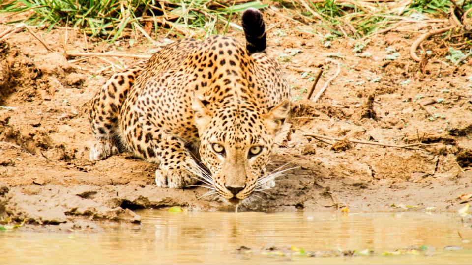 Ein Jäger im Tarnmantel: Der Leopard