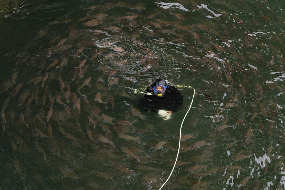 A diver swims among circling red seabream as they feed at a rearing pen of the Genghai No. 1 facility along the coastline of Yantai in eastern China's Shandong province on Tuesday, Aug. 22, 2023. (AP Photo/Ng Han Guan)