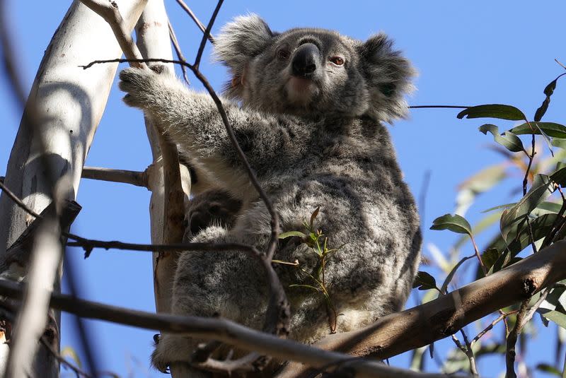 The Wider Image: From disease to bushfires, Australia's iconic koalas face bleak future