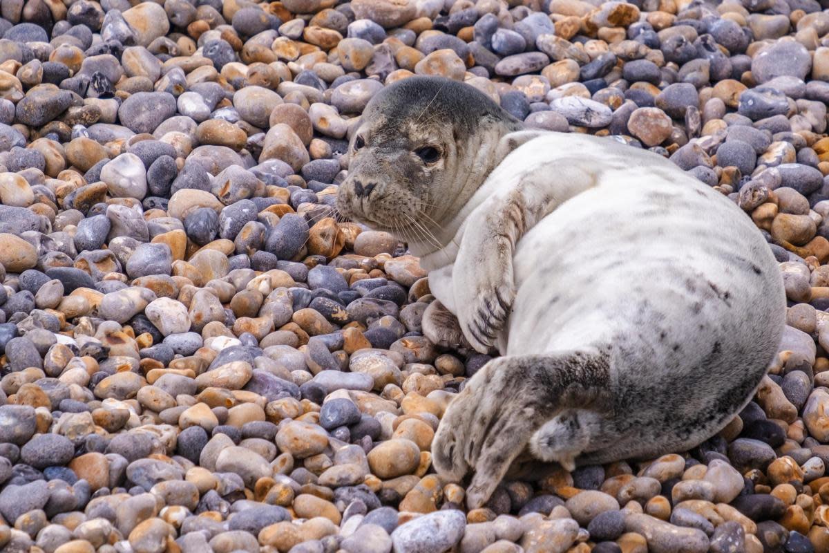 Joy as seal pup spotted on Sussex beach <i>(Image: Jaime Haslip)</i>