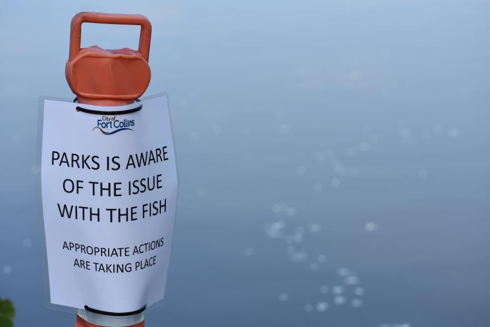 A sign posted on the south side of Sheldon Lake at City Park in Fort Collins on Wednesday alerts people of the lake's fish kill.