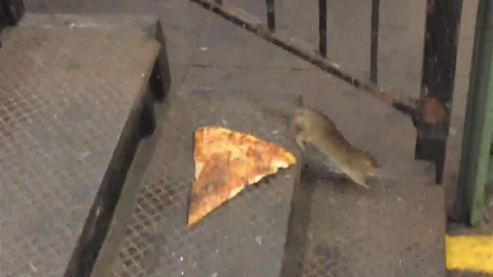 #PizzaRat can be seen abandoning his beloved pizza slice as the task became all to difficult. Photo: Supplied