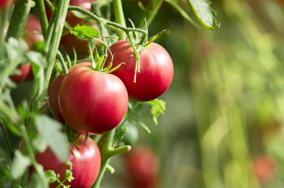 Close-up of tomato plants with fresh tomatoes in the garden, selective focus.