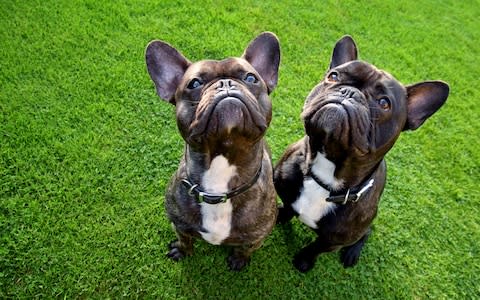 french bulldogs - Credit: Jackie Bale