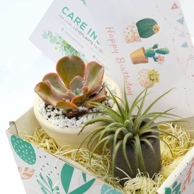 Gift Box -1 Airplant and 1 Succulent