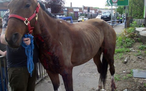 The injured animal has now been taken to stables to recuperate - Credit: RSPCA/PA