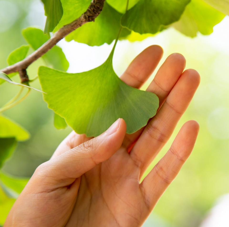 Ginkgo biloba