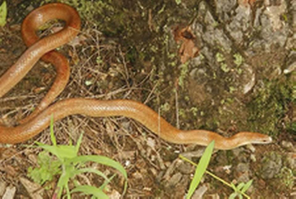 An image of a mole king snake.