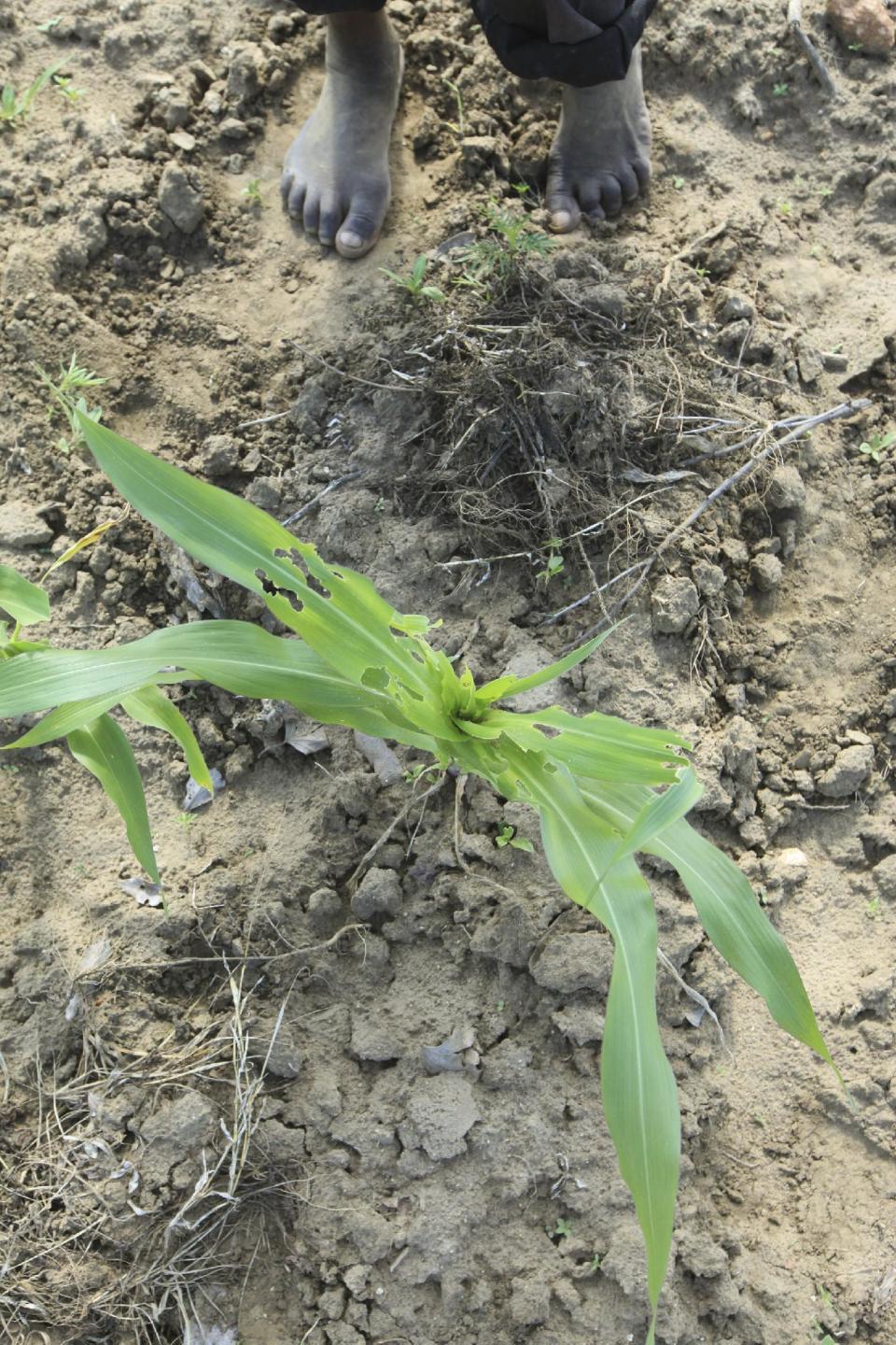 A farmer stands next to his maize crop ravaged by armyworm at a farm on the outskirts of Harare, Tuesday, Feb. 14, 2017. The U.N. Food and Agriculture Organization coordinator for the region David Phiri, warns that an invasion of armyworms is stripping Southern Africa of key food crops and could spread to other parts of the continent, during an emergency meeting Tuesday of 16 African nations. (AP Photo/Tsvangirayi Mukwazhi)