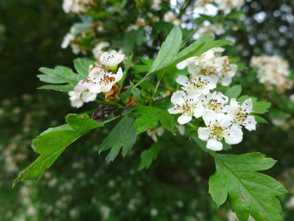 Washington hawthorn tree with white flowers