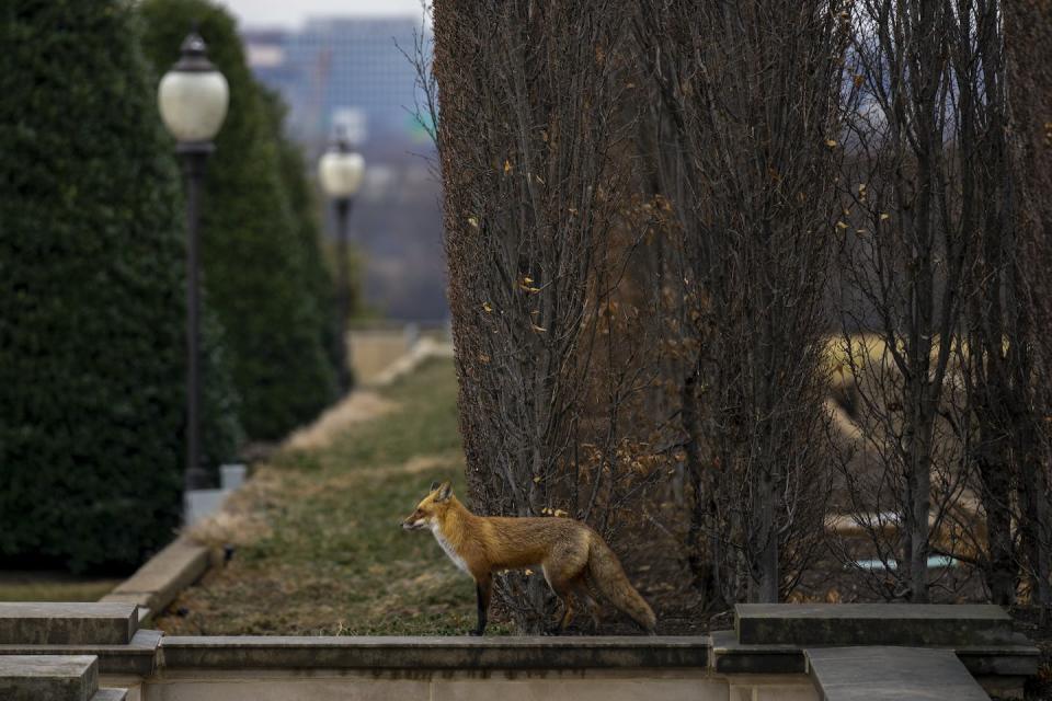 Many carnivores’ presence on the landscape benefits people. Foxes, for example, eat rodents that may carry Lyme disease. <a href="https://newsroom.ap.org/detail/Pentagon/33926db673644ea5a7193afa9098b6b8/photo?Query=fox%20in%20city&mediaType=photo&sortBy=&dateRange=Anytime&totalCount=242&currentItemNo=0&vs=true" rel="nofollow noopener" target="_blank" data-ylk="slk:AP Photo/Andrew Harnik;elm:context_link;itc:0;sec:content-canvas" class="link ">AP Photo/Andrew Harnik</a>