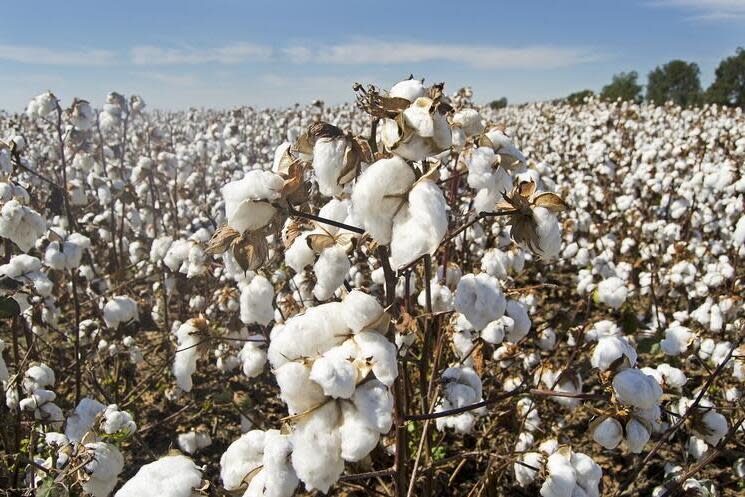 FILE - Georgia ranks third nationally among cotton-producing states in acres planted.