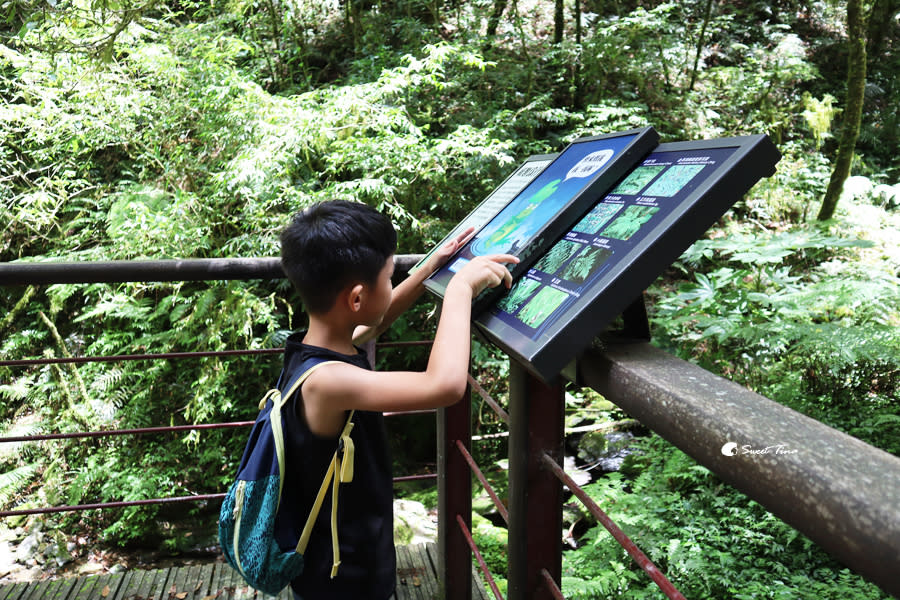 拉拉山巨木群步道