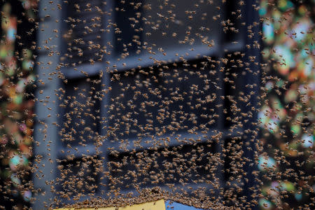 FILE PHOTO: A swarm of bees land on a hot dog cart in Times Square in New York City, U.S., August 28, 2018. REUTERS/Brendan McDermid/File Photo