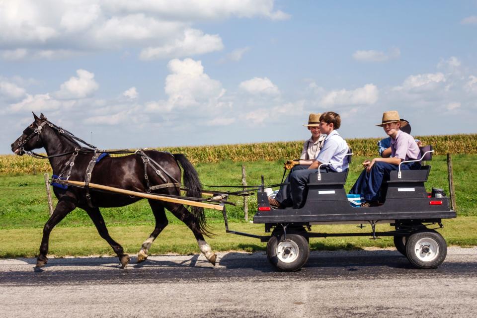 Horse-drawn cart pulling Amish boys in 2014.