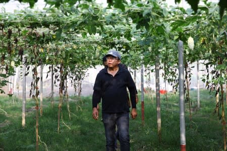 Jhang Hong-si walks on his bitter gourd farm in Yunlin