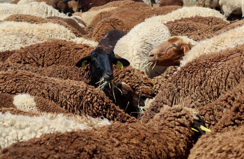 Sheep eat at Nabil Rhimi's farm in Borj El Amri