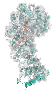 Structure of SARS-CoV-2 Orf9b in complex with human Tom70. Grey: Electron microscopy density of the Orf9b-Tom70 complex. Teal: surface model of human Tom70; orange: ribbon model of SARS-CoV-2 Orf9b. Structure was determined by the QBI Coronavirus Research Group Structural Biology Consortium (QCRG SBC).