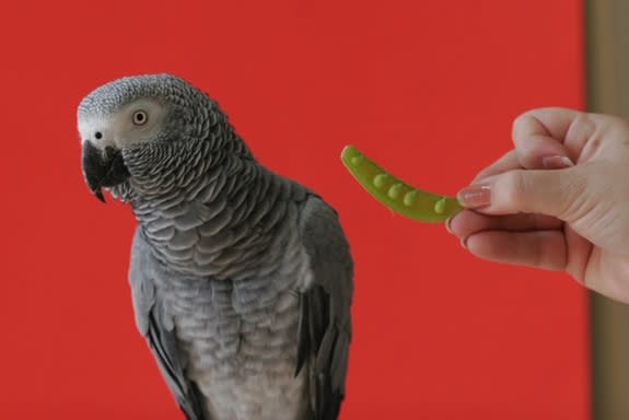 African grey parrots are intelligent birds.