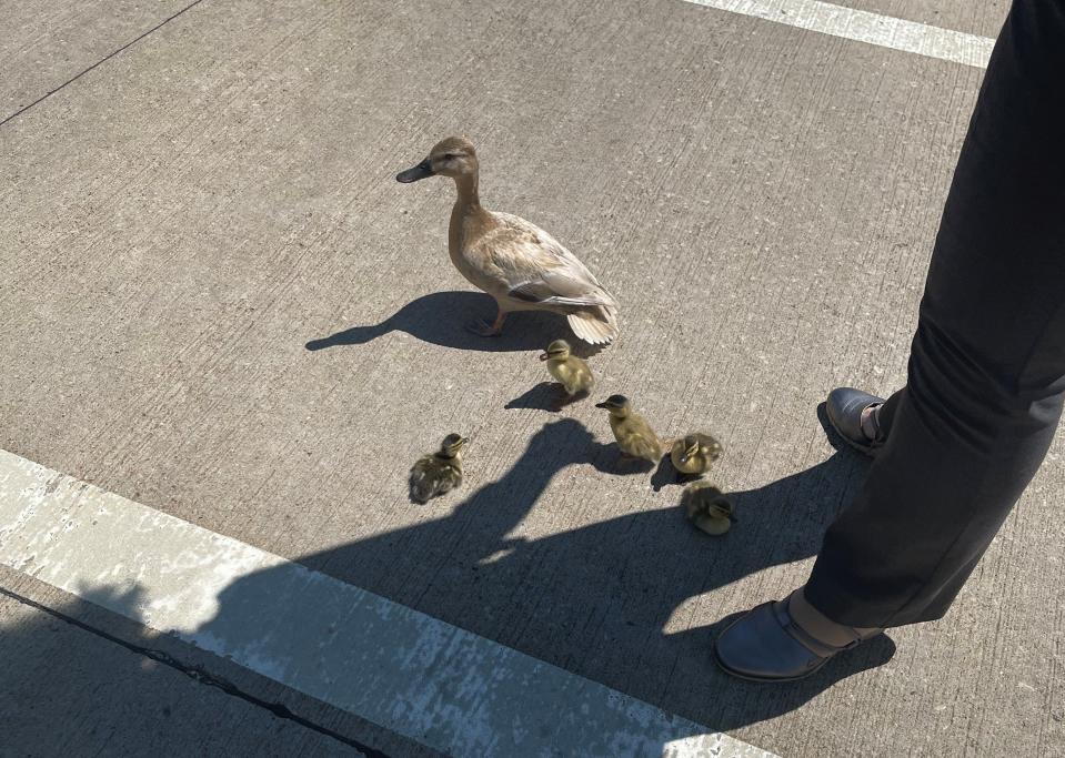 Outagamie County deputies rescued several ducklings Thursday from a sewer near the courthouse in Appleton.