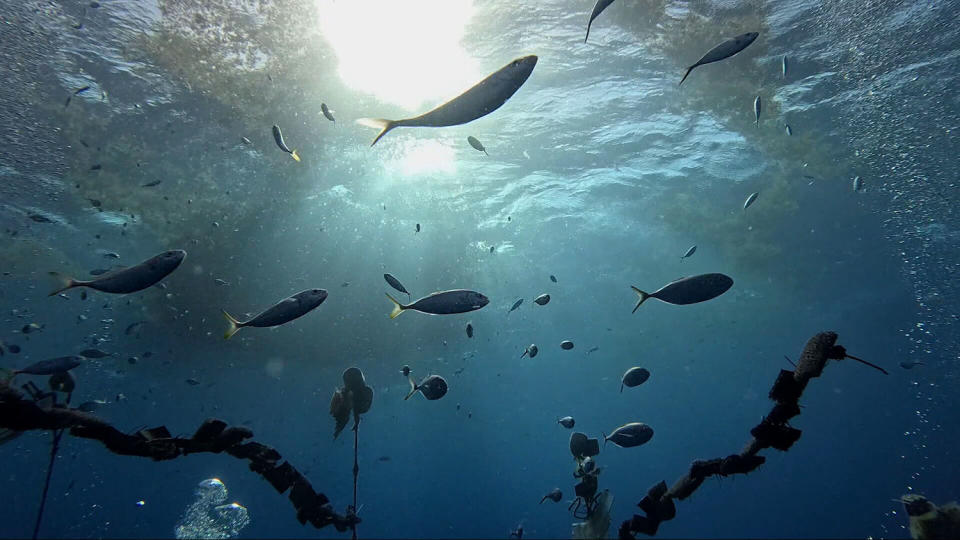 A look at the underwater lab where ISER Caribe nurtures baby sea urchins. (Jackie Montalvo &amp; Maura Barrett / NBC News)