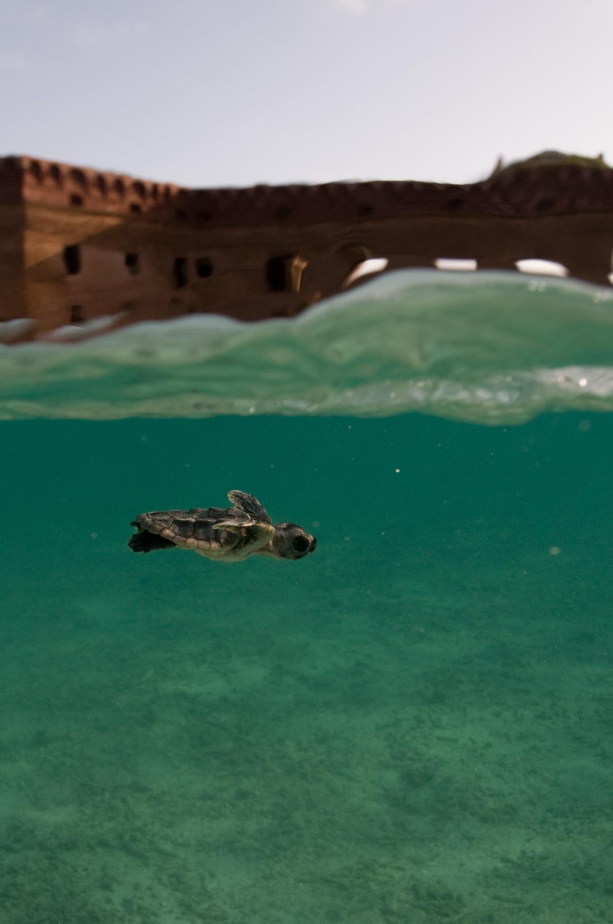 A baby turtle swims near the surface at Dry Tortugas National Park.