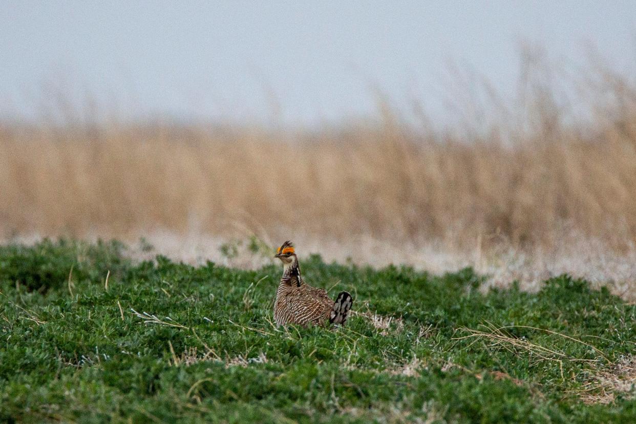 A lesser prairie chicken amid the bird's annual mating ritual on Thursday, March 30, 2023, in Causey, New Mexico. 