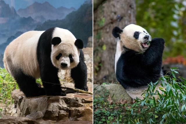 The Science Behind Giant Panda Veterinary Care  Smithsonian's National Zoo  and Conservation Biology Institute