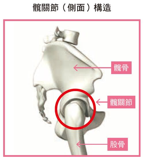 髖關節側面構造