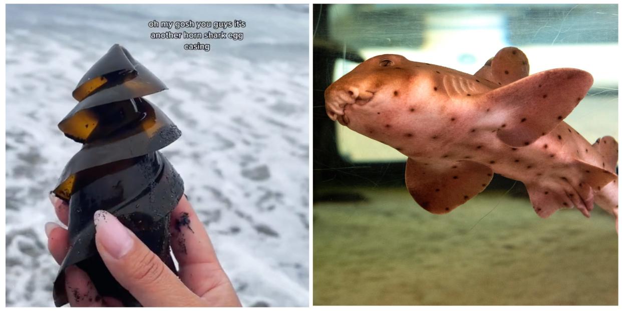 A split image of a horn shark egg and a California horn shark.