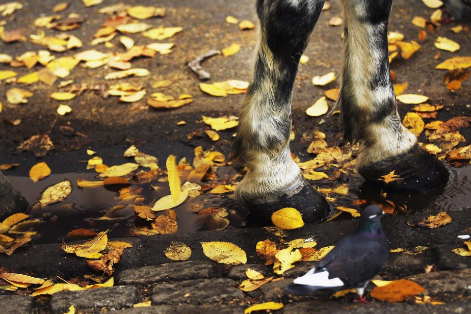 The hoofs of a carriage horse are viewed at Central Park on November 14, 2011 in New York City. Following three serious accidents involving Central Park horses over the past two weeks, some local lawmakers have renewed their call to ban carriage horses.