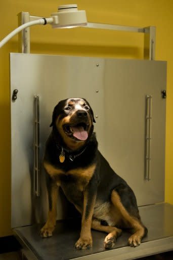 Bruno, a Rottweiler with neuticle implants, neuticles fill the space left when a pet is neutered, poses at the Fulton Animal Hospital in Fulton, Maryland. Dr. Flavia DelMaestro, a veterinarian who established the practice, first performed a neuticle implant after neutering a dog in 2003 and has performed the procedure on her own pet Rottweiler, Bruno