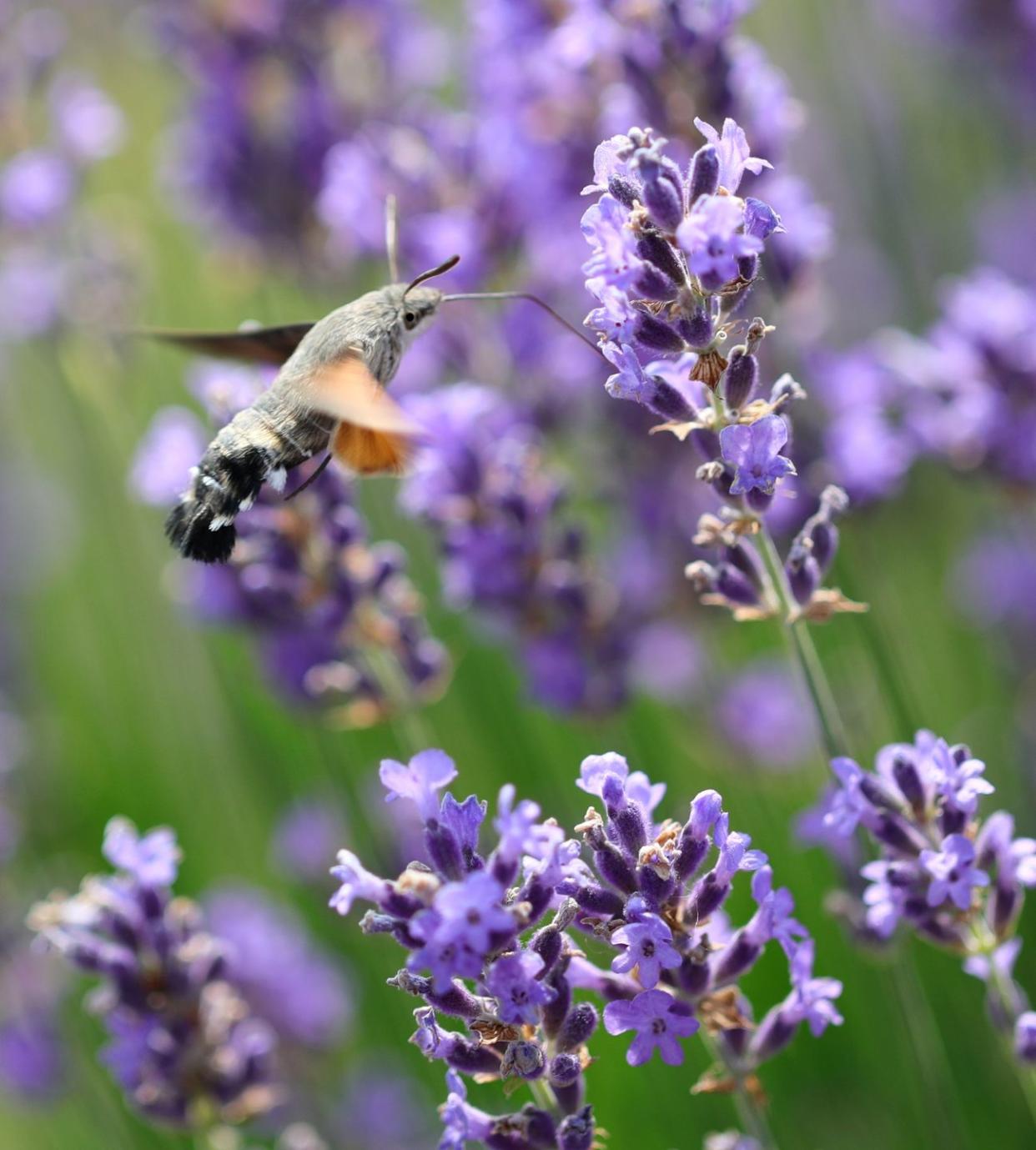 summer flowers like hummingbird mint