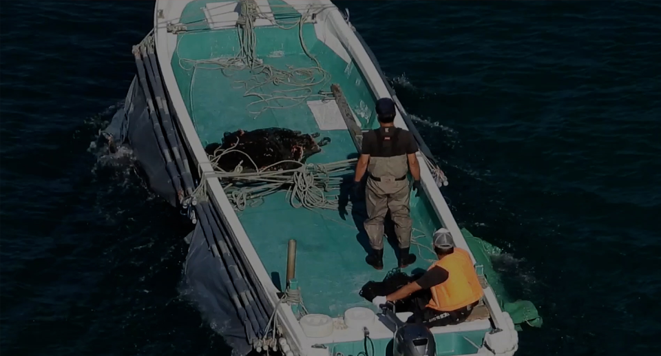 Two men on a boat who appear to be ferrying orphaned dolphins out to sea.