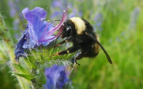 The public likes bees but despises wasps a new survey showed  - Credit: REUTERS