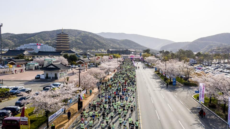 韓國慶州櫻花馬拉松，今年將於4月6日舉辦，共有5K、10K以及21K三種項目供旅人選擇。可樂旅遊提供