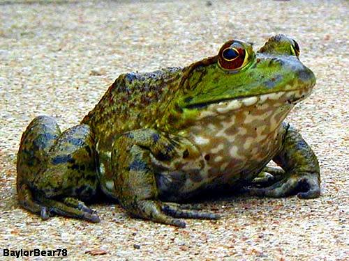 <b>Giant Bullfrog</b><br><br> While the French might stick to eating frogs legs, Namibians prefer to take it a step further and ingest the whole amphibian. However, this can potentially lead to a nasty case of oshiketakata disease, which is the result of eating a non-mature bullfrog. The bullfrog's skin and organs are dangerous and eating them could cause kidney failure. People who want to catch their own bullfrogs are advised to hold off until the "third rain of spring," and pin the frog down when it starts to croak.<br><br>Image: BaylorBear78