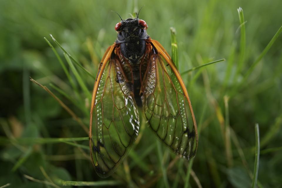 An adult periodical cicada moves in the grass on Saturday, May 18, 2024, in Charleston, Ill. (AP Photo/Carolyn Kaster)