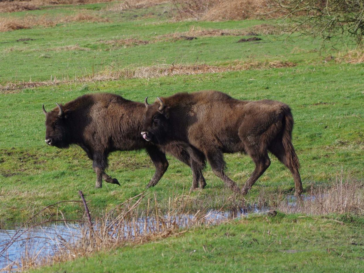 Bison are being introduced to a British woodland in a project project led by Kent Wildlife Trust and the Wildwood Trust to restore ancient habitat and its wildlife: Kent Wildlife Trust/PA