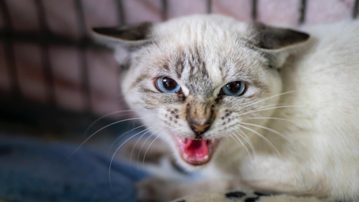  Kitten hissing in crate. 