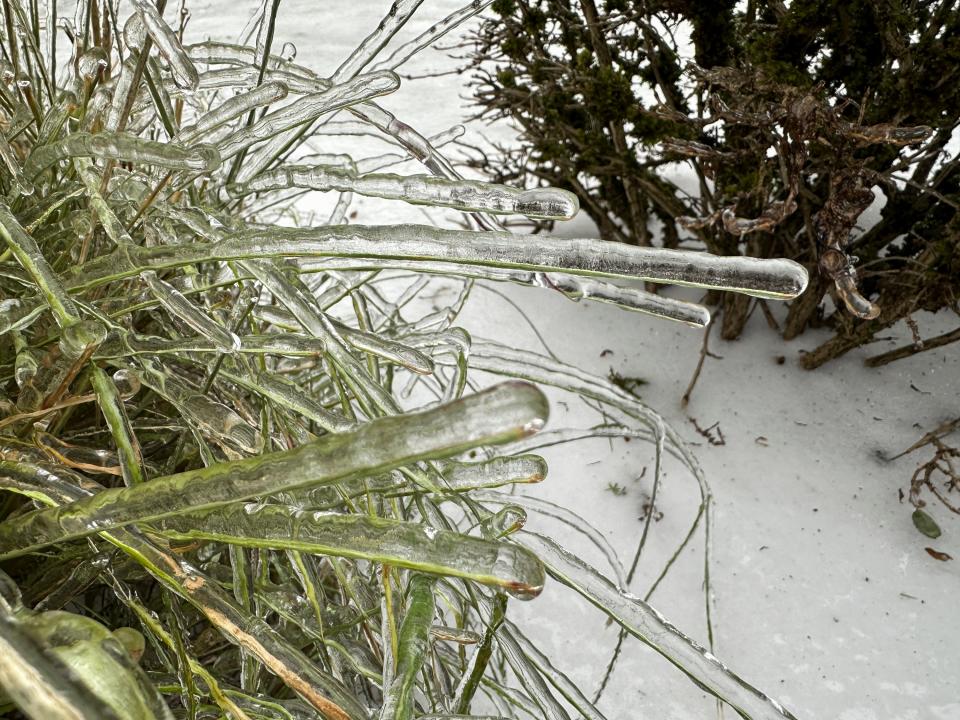 Ice covers a plant in Oregon (AP)