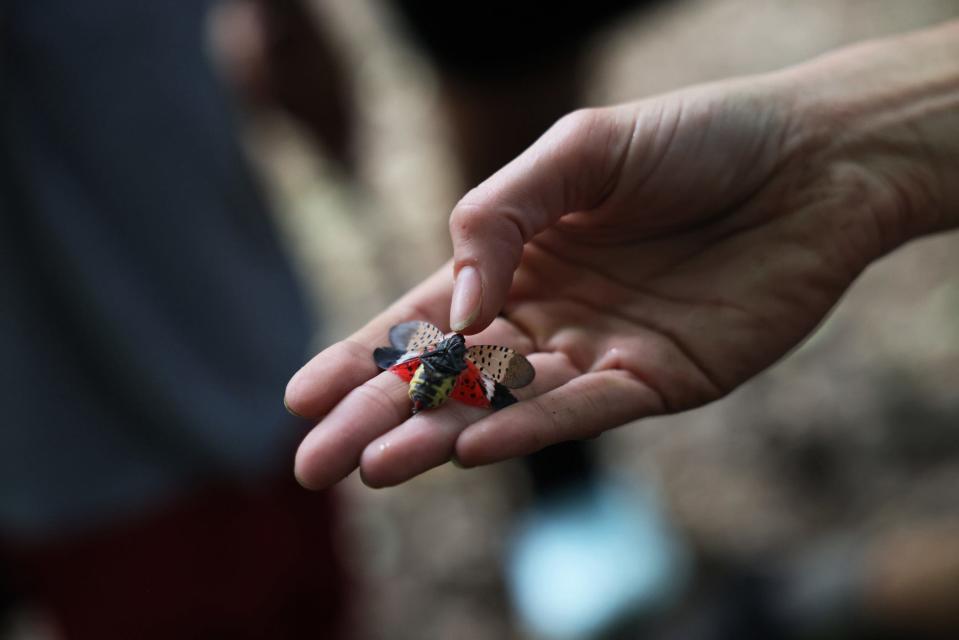 Rachael Joakim shows dead spotted lanternflies to her students at Inwood Hill Park on September 26, 2022 in New York City. Joakim is a Ph.D. candidate in ecology and evolutionary biology and a teacher with Nature Nerds, an after-school outdoor education class in Inwood Hill Park.