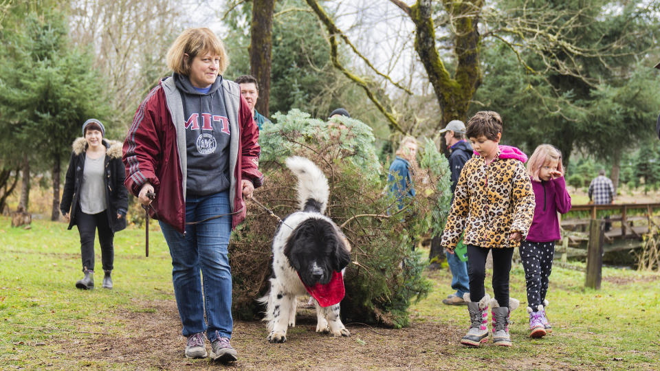 Newfoundland dog pulling a christmas tree and drawing a crowd