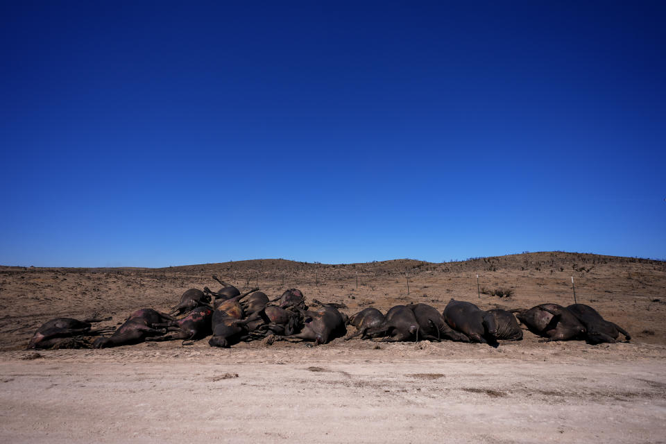 Cattle killed by the Smokehouse Creek Fire are seen on burned ranch land, Friday, March 1, 2024, in Skellytown, Texas. The wildfire, which started Monday, has left behind a charred landscape of scorched prairie, dead cattle and burned-out homes in the Texas Panhandle. (AP Photo/Julio Cortez)