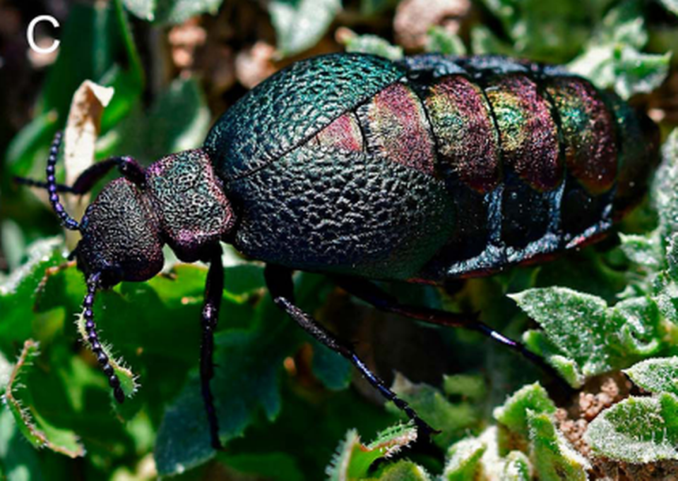 The creatures are “mostly metallic green,” researchers said.