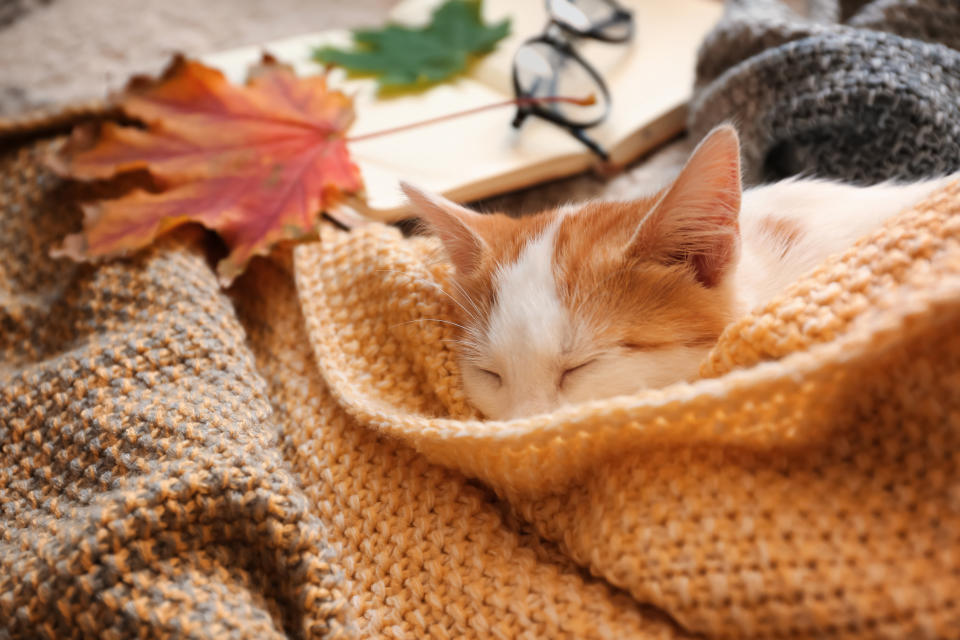 Cute little kitten sleeping on plaid