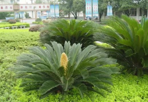 深圳仙湖植物園蘇鐵園區。（圖／翻攝自深圳仙湖植物園官網）