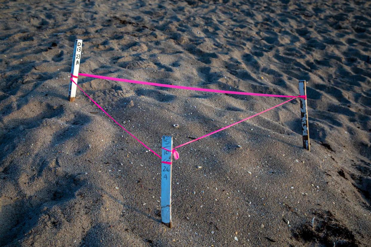 Pink ribbons and sticks are used to mark a turtle nest at Midtown Beach on Tuesday.