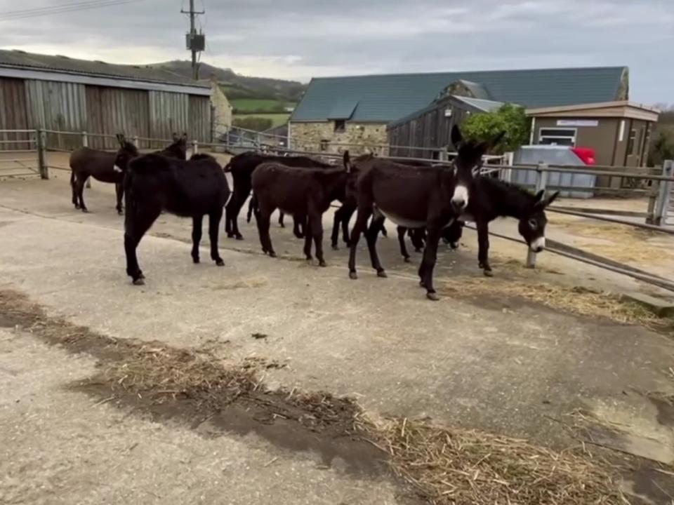 Ten donkeys rescued from slaughterhouses in France have arrived on the Isle of Wight after months of delays caused by the Covid-19 pandemic and Brexit (Isle of Wight Donkey Sanctuary)