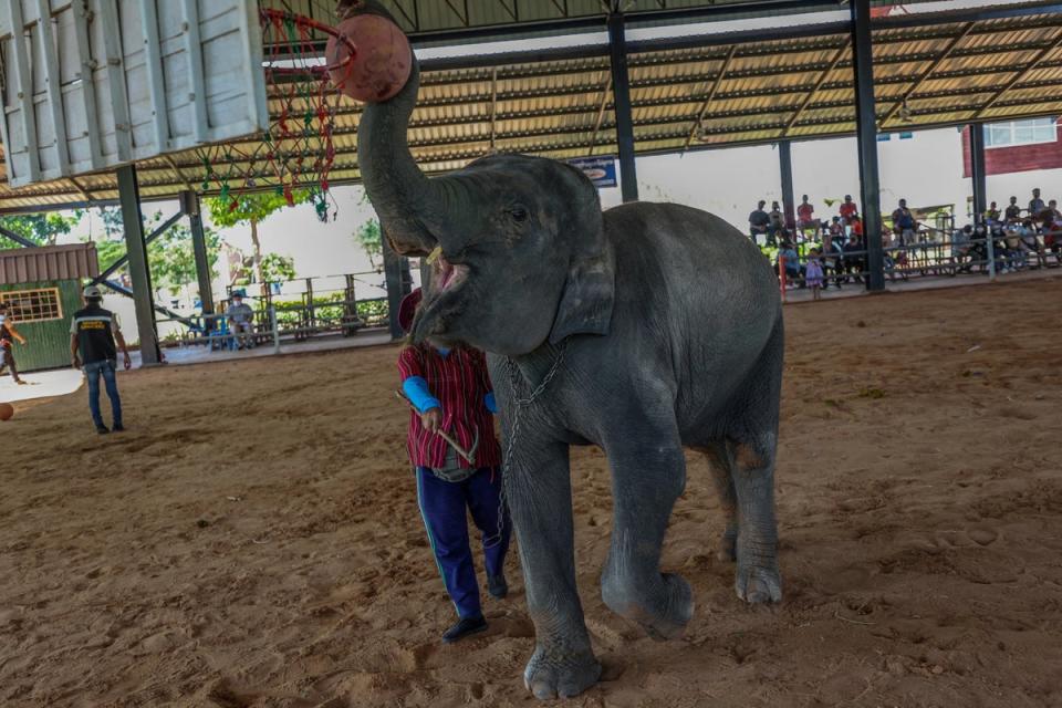 An elephant is forced to play basketball during a show for local tourists (Reuters)